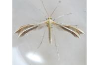 Merrifieldia malacodactyla