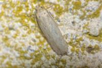Platyedra subcinerea