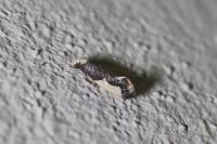 Monopis monachella