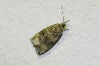Celypha lacunana