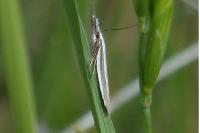 Pleurota aristella