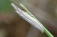 Pleurota aristella