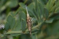 Plutella xylostella