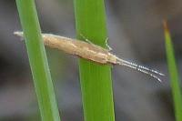 Plutella xylostella