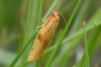 Lozotaenia cupidinana