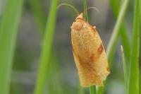 Lozotaenia cupidinana