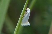 Elachista argentella