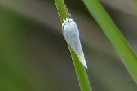 Elachista argentella