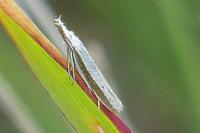 Pleurota
