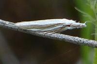 Pleurota