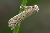 Metzneria