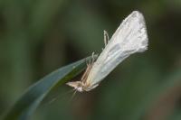 Phtheochroa frigidana