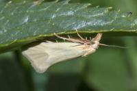 Phtheochroa frigidana