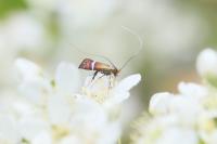 Adela australis
