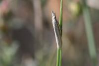 Pleurota