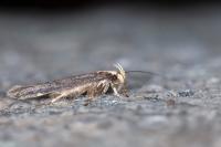 Aroga flavicomella
