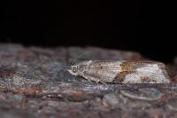 Syndemis musculana