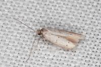 Dysspastus fallax