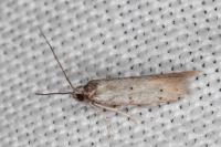 Dysspastus fallax