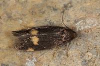 Borkhausenia minutella