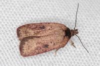 Agonopterix scopariella