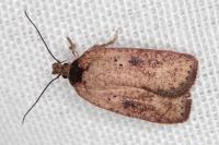 Agonopterix scopariella