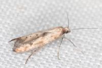 Epermenia aequidentella