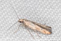 Epermenia aequidentella