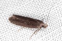 Neofaculta ericetella
