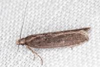 Neofaculta ericetella