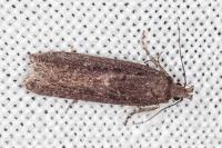 Neofaculta ericetella