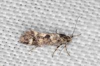 Denisia lutea