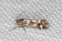 Denisia lutea