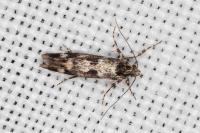 Denisia lutea