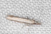 Pleurota ericella