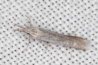 Pleurota ericella