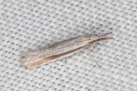 Pleurota ericella