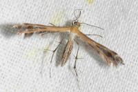 Stangeia siceliota