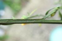 Leucoptera spartifoliella