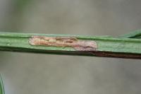 Leucoptera spartifoliella