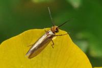 Micropterix calthella