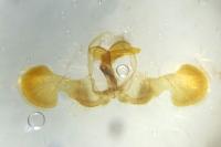 Dichrorampha aeratana