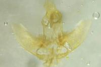 Agonopterix heracliana