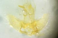 Agonopterix heracliana