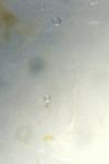 Agonopterix heracliana