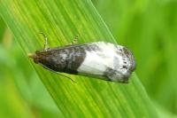 Notocelia cynosbatella
