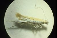 Aspilapteryx tringipennella