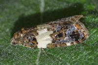 Olindia schumacherana