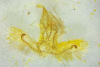 Cnephasia cupressivorana