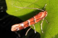 Cameraria ohridella